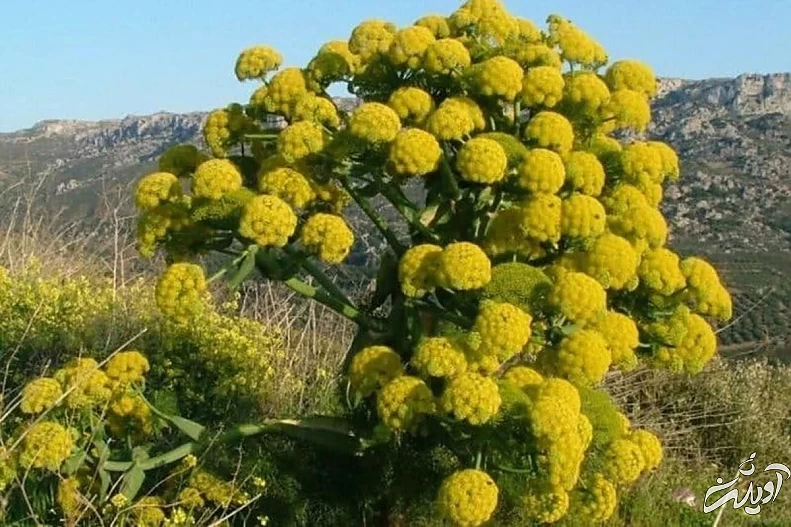 گیاه قسنی